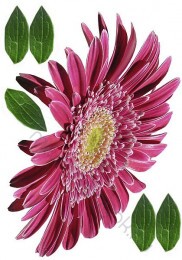 Falmatrica (faltetoválás) öntapadós faldekoráció 4 lap/csomag 50x35cm - 5300 Gerbera
